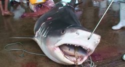 （資料写真）2009年に石垣島で捕獲されたイタチザメ。口の中からもう１匹の小型のサメが出てきた