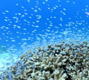 状のサンゴに群れるデバスズメダイ=2016年撮影、座間味村・阿真ビーチ