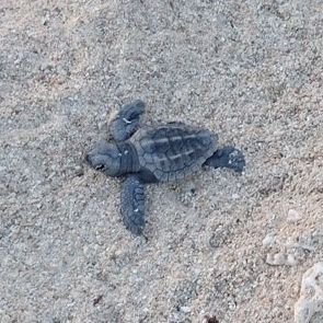ウミガメの赤ちゃんがふ化。ゆっくりと海へと向かっていった=日、豊見城市の豊崎美らSUNビーチ(同ビーチ管理事務所提供)