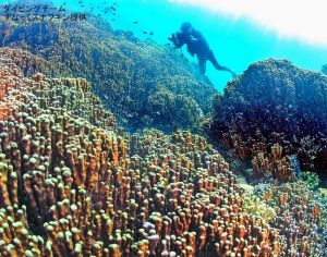 海底から10メートル以上にそそり立つアオサンゴの大群落。沖縄本島内では最大級という(すなっくスナフキン提供)