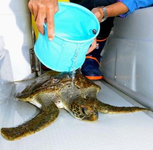 基地建設に反対するカヌーに乗った市民が、辺野古の海で助けたアオウミガメ=14日午後4時半すぎ、名護市辺野古
