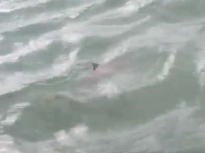 サンセットビーチ近くの北谷町美浜の沿岸で目撃されたサメ。ひれが出ているのが分かる=4日午後5時ごろ(読者提供)