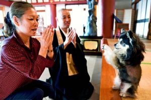 参拝者や副住職と一緒に手を合わせ、新年の安寧を祈願する合掌犬コナン=28日、那覇市・首里観音堂(田嶋正雄撮影)
