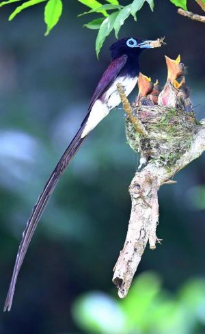親鳥に餌をねだるサンコウチョウのヒナ=6日、八重瀬町(下地広也撮影)