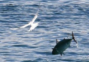 小魚を狙うアジサシ(左)と海面から跳ねるアジ=1日午後0時8分、名護市辺野古のキャンプ・シュワブ沖