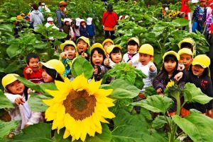被災地の復興を願い植えられたヒマワリ。迷路で大きな花を見つけ歓声を上げる園児たち=10日午前、糸満市摩文仁・県平和祈念公園