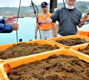 収穫した早摘みモズクの水揚げをする知念漁協の関係者ら=17日、南城市知念・志喜屋漁港