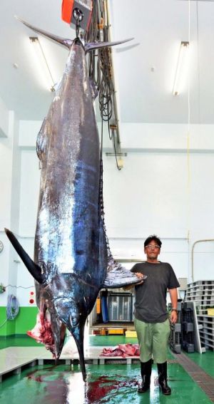 1時間の格闘の末、618キロのクロカワカジキを釣り上げた真栄田義夫さん=24日、与那原町・当添漁港(与那原町提供)
