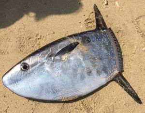名護市港の海岸で発見されたクサビフグ=2月15日(提供)