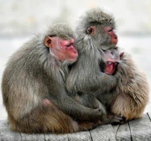 冷たい北風に吹かれ、身を寄せ合うヤクシマザル=9日午前11時すぎ、沖縄市・沖縄こどもの国(渡辺奈々撮影)