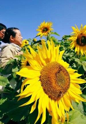 青空に映えるヒマワリに見入る見物客=18日、北中城村荻道(崎浜秀也撮影)