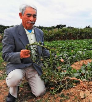 ヘリが不時着した農道の隣の畑で、焦げた黄金芋の葉を拾う農家の男性