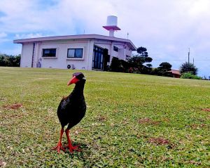 事故現場から約300メートルの西銘晃さん宅の庭に姿を見せたヤンバルクイナ(本人提供)