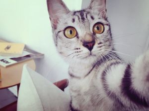 「自撮り」自撮りぽく撮影しました。