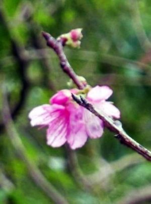 開花が観測されたヒカンザクラの標本木=10日、那覇市・末吉公園(沖縄気象台提供)