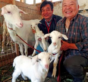 「三つ子のヤギ」を持ち上げ満面の笑みを浮かべる岸本さん(手前)と山本さん。わが子を見つめるジョセフィーヌ=名護市宇茂佐