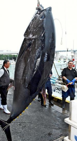 水揚げされる沖縄近海で捕れたクロマグロ=4月20日、那覇市港町・泊漁港