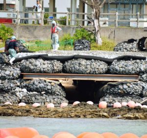 仮設道路下のウミガメ専用トンネル。奥には産卵場所がある=31日、米軍キャンプ・シュワブ沿岸
