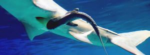 母イタチザメのおなかの中から出てきた子ザメ=23日午後3時(沖縄美ら海水族館提供)
