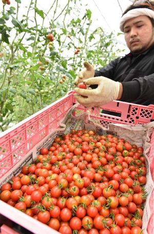 太陽の光を浴びて真っ赤に熟したミニトマトを収穫する農家=24日、豊見城市饒波(渡辺奈々撮影)