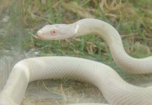 長嶺初男さんが庭で見つけた白いヘビ。捕まえた翌24日、入れるための虫篭を買ってきたという=24日、糸満市武富