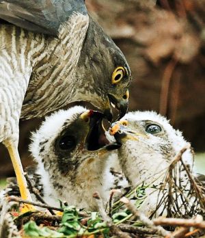 ヒナに小鳥の肉片を与えるツミの親鳥=3日、那覇市内の公園(下地広也撮影)