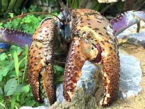 海洋博公園敷地内に生息するヤシガニ(沖縄美ら島財団提供)