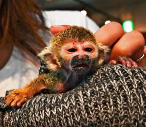 スタッフに抱かれるリスザルの赤ちゃん「ドビー」=8日、那覇市牧志・「モンキーのいるレストラン&BAR沖縄」