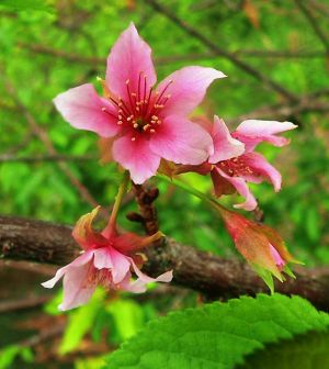 ピンクの花を咲かせたヒカンザクラ=名護市川上区内