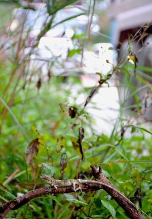 トラックが通るたびに風で揺れる草木につかまるオキナワキノボリトカゲ(手前)=1日午前10時50分、米軍北部訓練場N1ゲート付近の県道70号