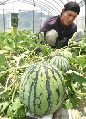 出荷前、スイカ全体が太陽に当たるよう位置を変える作業を進める農家=18日午前、今帰仁村今泊(渡辺奈々撮影)