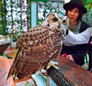 アメリカワシミミズクに興味津々の来園者=29日、那覇市松尾・ふくろうの楽園