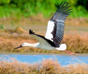 石垣島に飛来したコウノトリ=6日(小林雅裕さん撮影)