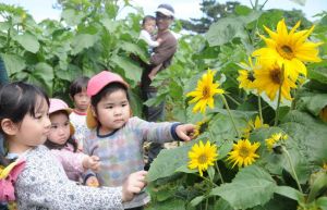 福島県産の種を使ったヒマワリ畑の迷路を楽しむ子どもたち=11日、糸満市摩文仁の平和祈念公園
